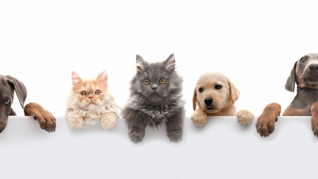 Disney Names for Pets